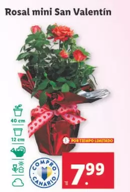 Oferta de Rosal Mini San Valentín por 7,99€ en Lidl