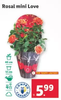 Oferta de Rosal Mini Love por 5,99€ en Lidl