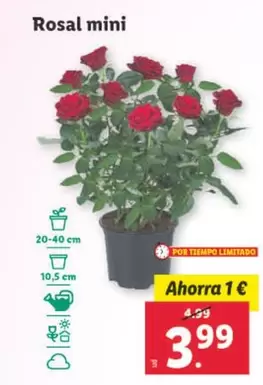 Oferta de Rosal Mini por 3,99€ en Lidl