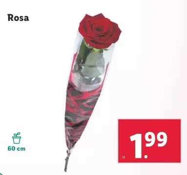 Oferta de Rosa por 1,99€ en Lidl