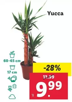 Oferta de Yucca por 9,99€ en Lidl