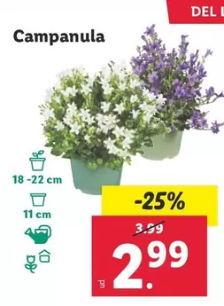 Oferta de Campanula por 2,99€ en Lidl