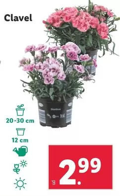 Oferta de Clavel por 2,99€ en Lidl