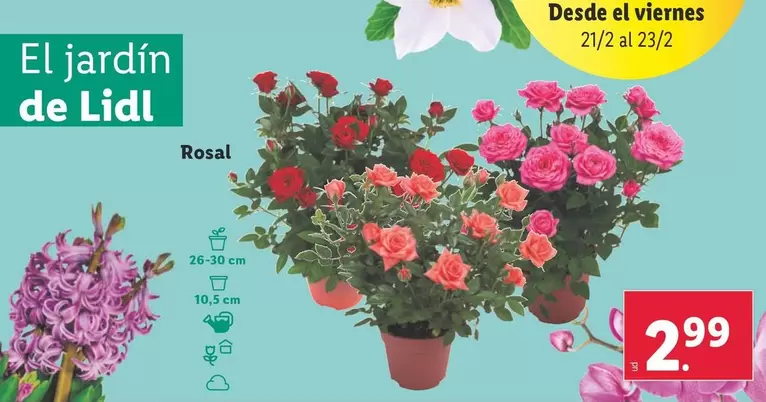 Oferta de Rosal por 2,99€ en Lidl