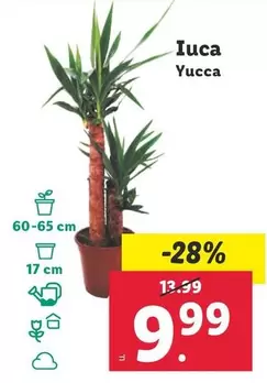 Oferta de Iuca/ Yucca por 9,99€ en Lidl