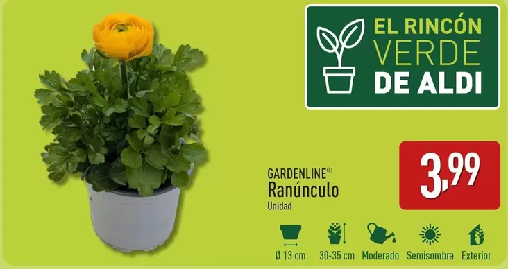 Oferta de Gardenline - Ranunculo por 3,99€ en ALDI