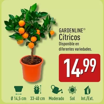 Oferta de Gardenline - Cítricos por 14,99€ en ALDI