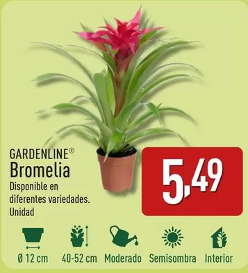 Oferta de Gardenline - Bromelia por 5,49€ en ALDI