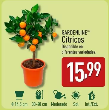 Oferta de Gardenline - Cítricos por 15,99€ en ALDI