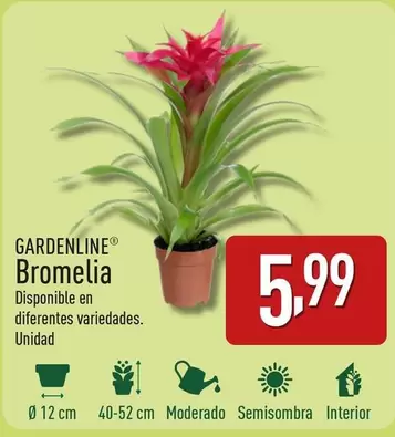 Oferta de Gardenline - Bromelia por 5,99€ en ALDI