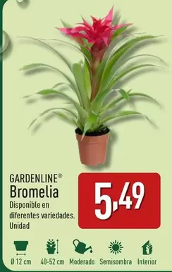 Oferta de Gardenline - Bromelia por 5,49€ en ALDI