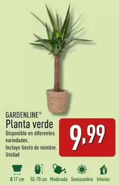 Oferta de Gardenline - Planta Verde por 9,99€ en ALDI