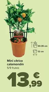 Oferta de Mini Ci­trico Calamondin por 13,99€ en Carrefour