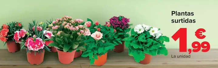 Oferta de Plantas Surtidas por 1,99€ en Carrefour