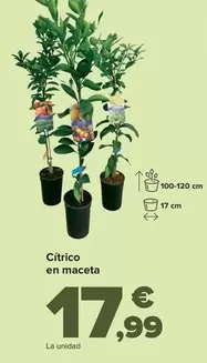 Oferta de Ci­trico  En Maceta por 17,99€ en Carrefour