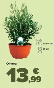 Oferta de Olivo por 13,99€ en Carrefour