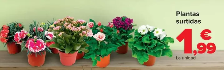 Oferta de Plantas Surtidas por 1,99€ en Carrefour