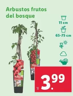 Oferta de Arbustos Frutos Del Bosque por 3,99€ en Lidl