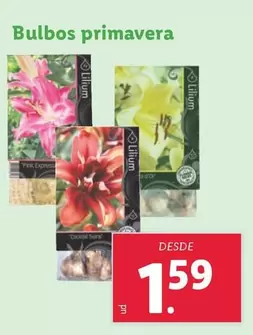 Oferta de Bulbos Primavera por 1,59€ en Lidl