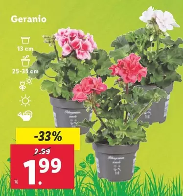 Oferta de Geranio por 1,99€ en Lidl