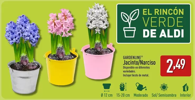 Oferta de Gardenline - Jacinto/Narciso por 2,49€ en ALDI