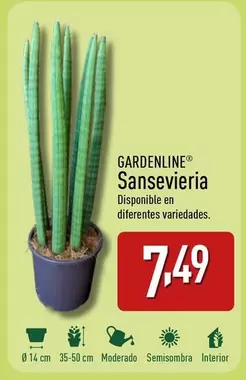 Oferta de Gardenline - Sansevieria por 7,49€ en ALDI