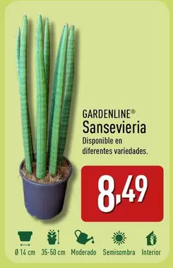 Oferta de Gardenline - Sansevieria por 8,49€ en ALDI