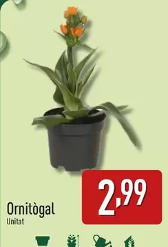 Oferta de Ornithogalum por 2,99€ en ALDI