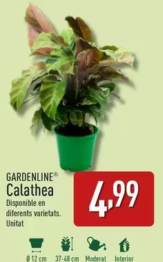 Oferta de Gardenline - Calathea por 4,99€ en ALDI