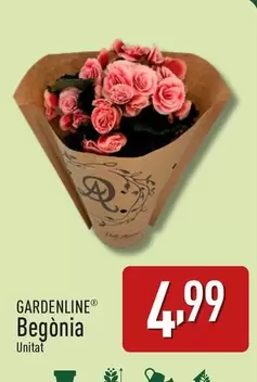 Oferta de Gardenline - Begonia por 4,99€ en ALDI