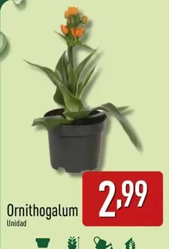 Oferta de Ornithogalum por 2,99€ en ALDI