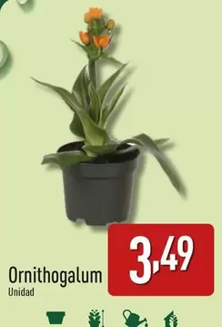 Oferta de Ornithogalum por 3,49€ en ALDI