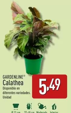 Oferta de Gardenline - Calathea por 5,49€ en ALDI