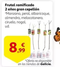 Oferta de Galicia - Frutal Ramificado 2 Anos Gran Cepellon por 8,99€ en Alcampo