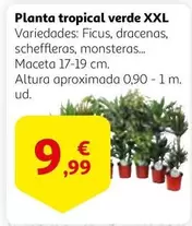 Oferta de Tropical - Planta  Verde XXL por 9,99€ en Alcampo