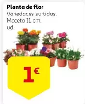 Oferta de Flor - Planta De por 1€ en Alcampo