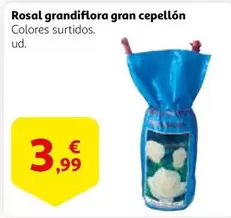 Oferta de Rosal Grandiflora Gran Cepellon por 3,99€ en Alcampo