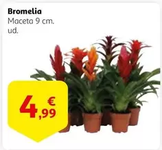 Oferta de Bromelia por 4,99€ en Alcampo