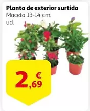 Oferta de Planta De Exterior Surtida por 2,69€ en Alcampo