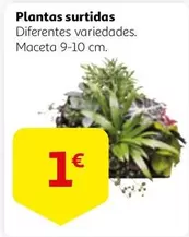 Oferta de Plantas Surtidas por 1€ en Alcampo