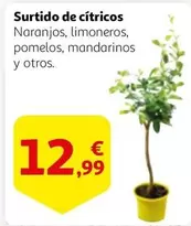 Oferta de Surtido De Citricos por 12,99€ en Alcampo