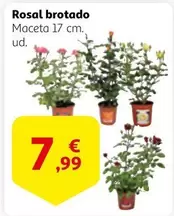 Oferta de Rosal brotado por 7,99€ en Alcampo