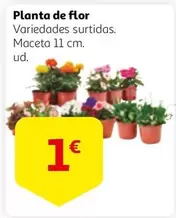 Oferta de Flor - Planta De por 1€ en Alcampo