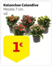 Oferta de Kalanchoe Calandiva por 1€ en Alcampo