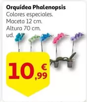 Oferta de Orquídea Phalenopsis por 10,99€ en Alcampo