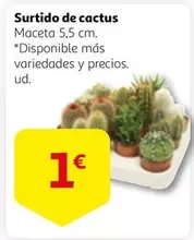 Oferta de Surtido De Cactus por 1€ en Alcampo