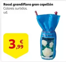 Oferta de Rosal Grandiflora Gran Cepellon por 3,99€ en Alcampo