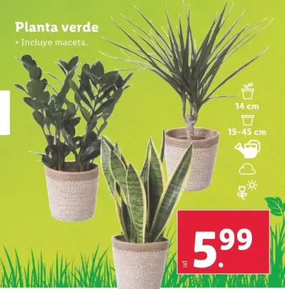 Oferta de Planta Verde por 5,99€ en Lidl