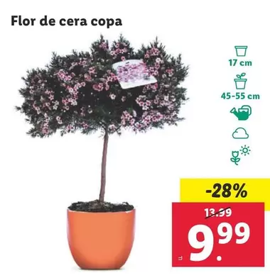 Oferta de Flor De Cera Copa por 9,99€ en Lidl