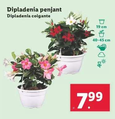 Oferta de Dipladenia Colgante por 7,99€ en Lidl